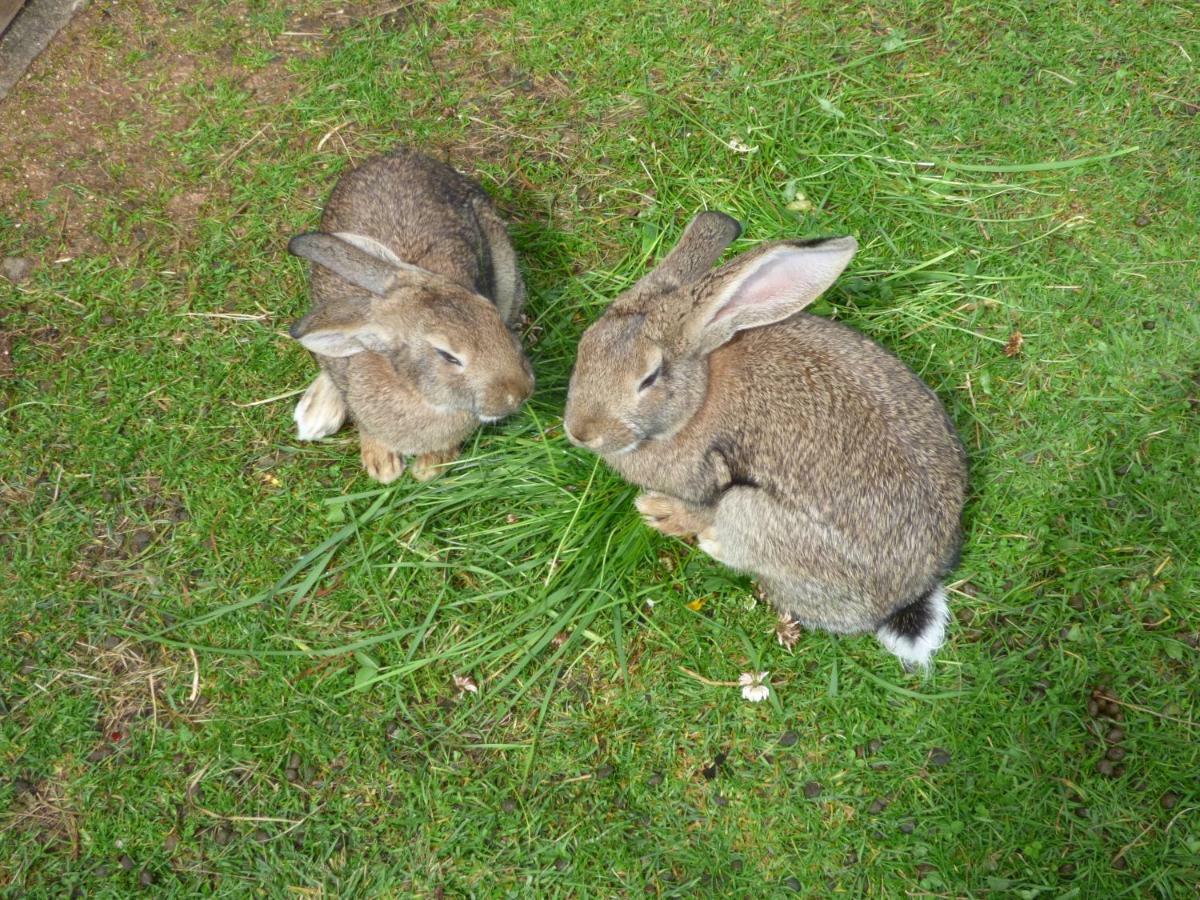 Schweiggerhof -Agriturismo- Farm Holidays ヴィッランドロ エクステリア 写真
